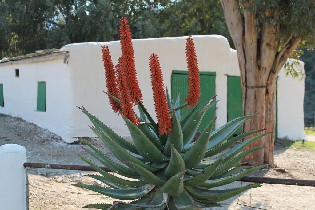 Matjiesvlei Guestfarm Villa Calitzdorp Dış mekan fotoğraf
